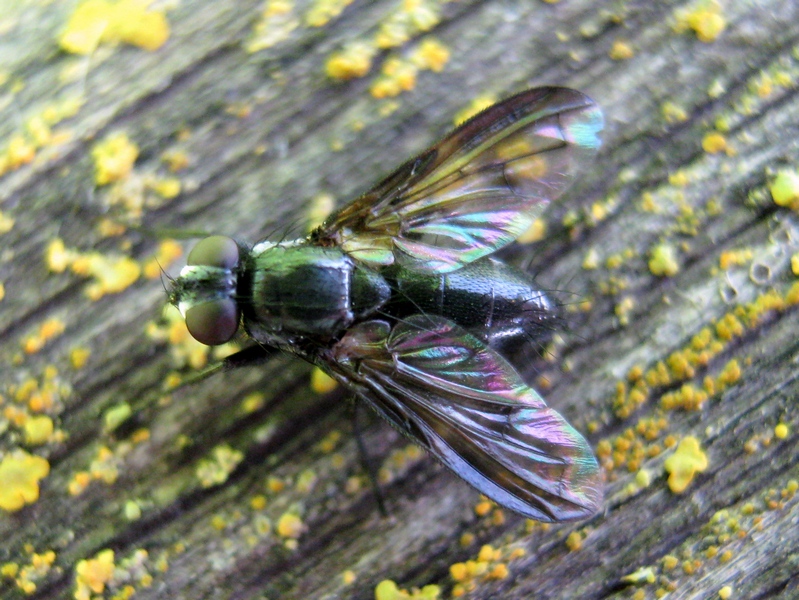 Rhinophoridae: cfr.  Paykullia sp.